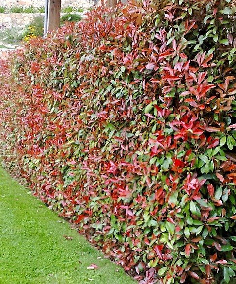 haie rouge de photinia